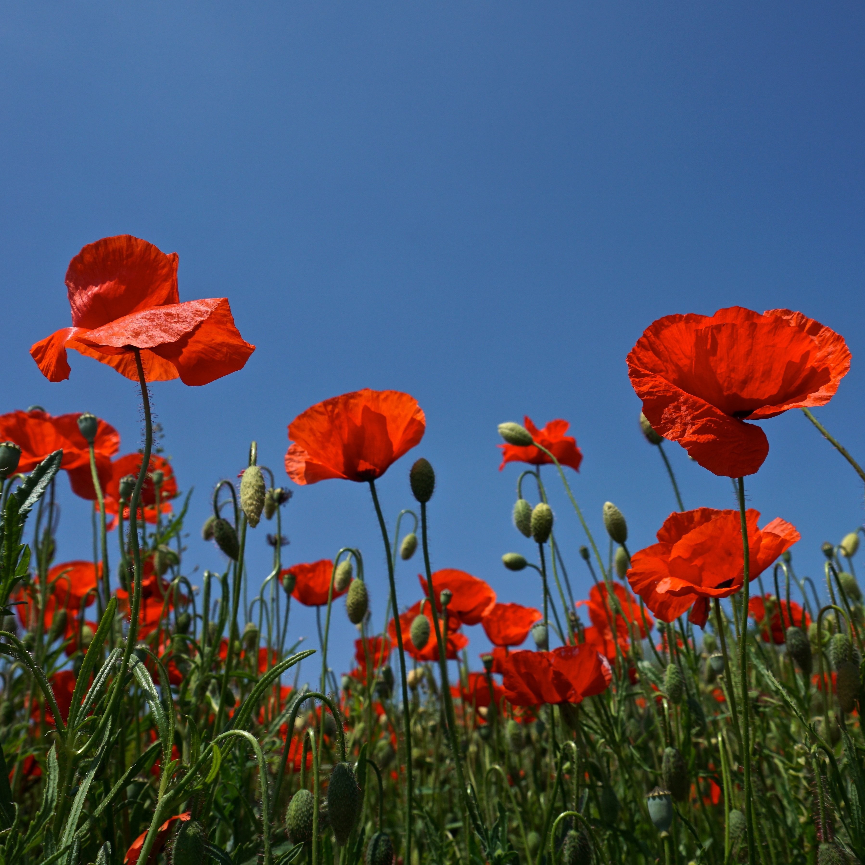 fleurs-juin