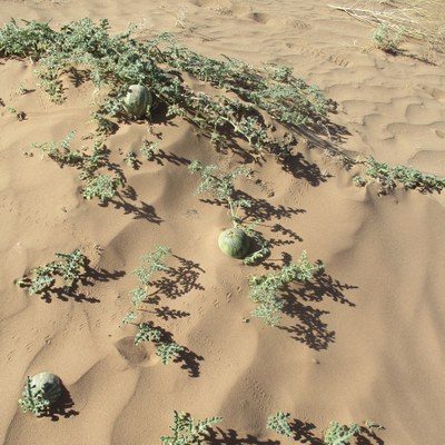 colochinques du désert