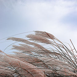 le vent divin 250x250 Le vent divin, la force invisible (pexel)