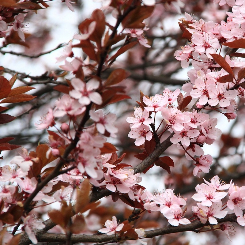 cerisier-en-fleur-avril